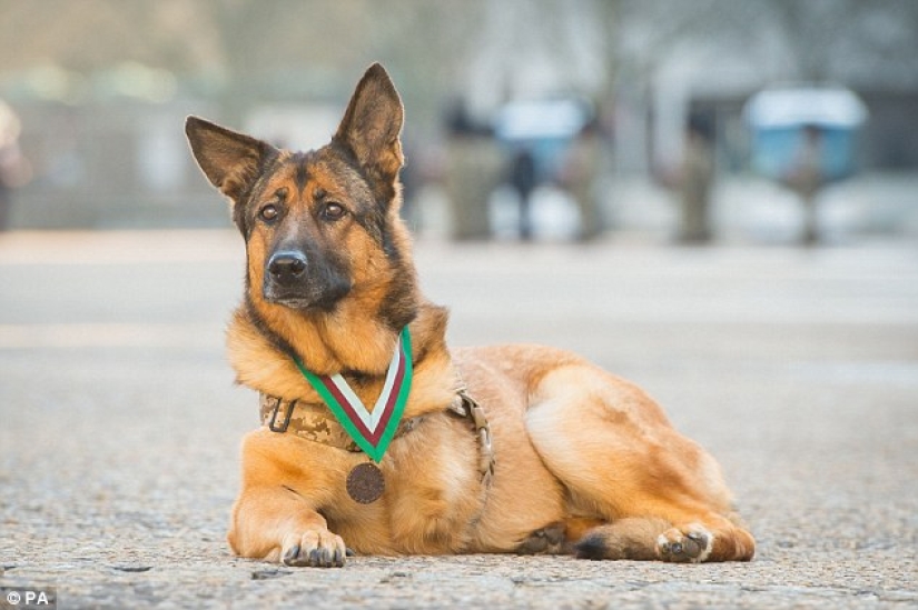 Dog who lost a leg while serving in Afghanistan was awarded a medal