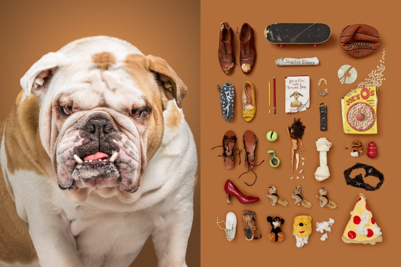 Dogs and their belongings: an American woman showed the whole essence of dog life