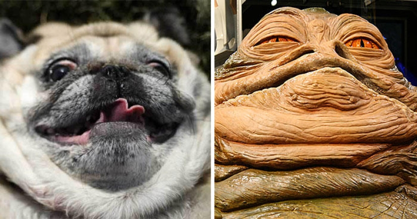 Dogs and their doppelgangers - famous and not so famous