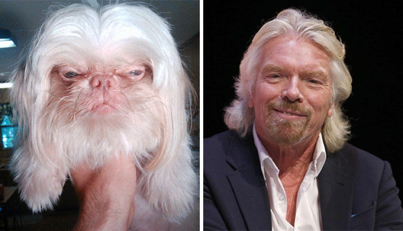 Dogs and their doppelgangers - famous and not so famous