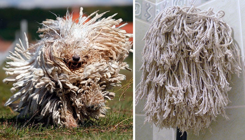 Dogs and their doppelgangers - famous and not so famous