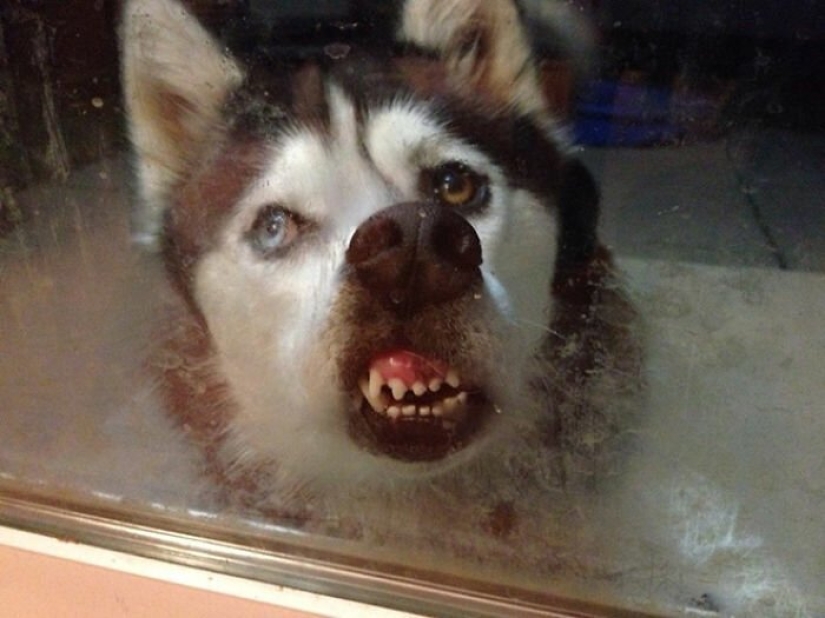 Dogs subaki: these funny critters will cheer you up!