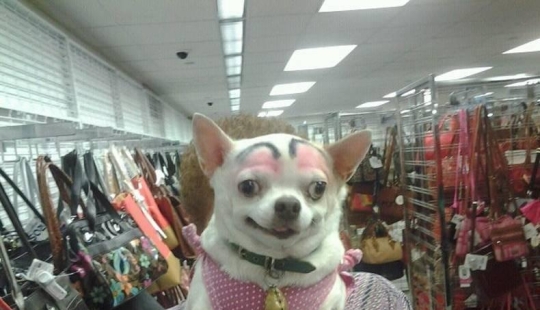 Dogs with eyebrows are taking over the internet