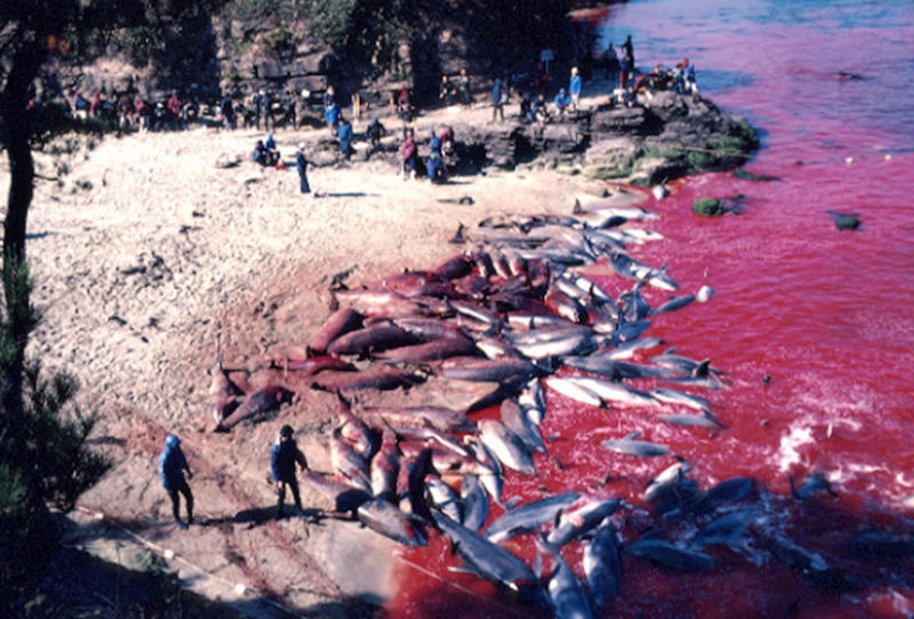 Dolphin killings continue in Japan