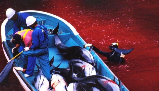 Dolphin killings continue in Japan