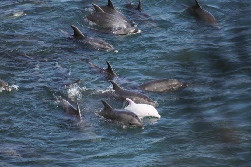 Dolphin killings continue in Japan