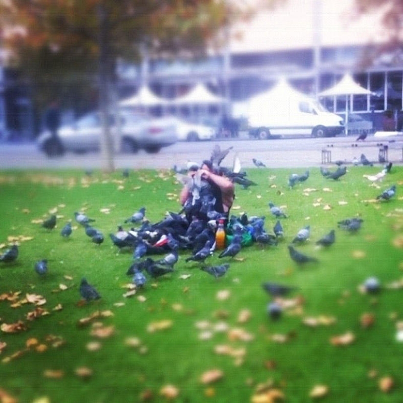 Don&#39;t feed the pigeons or you&#39;ll be sorry!