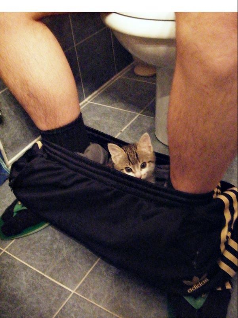 Don&#39;t part with your loved ones: pets in the toilet...
