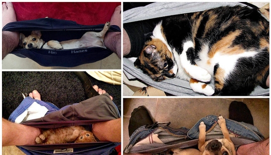 Don't part with your loved ones: pets in the toilet...