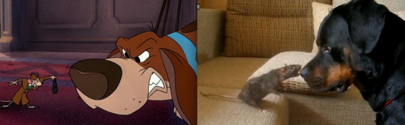 Donald Duck and 20 more Disney animals in real life