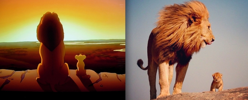 Donald Duck and 20 more Disney animals in real life