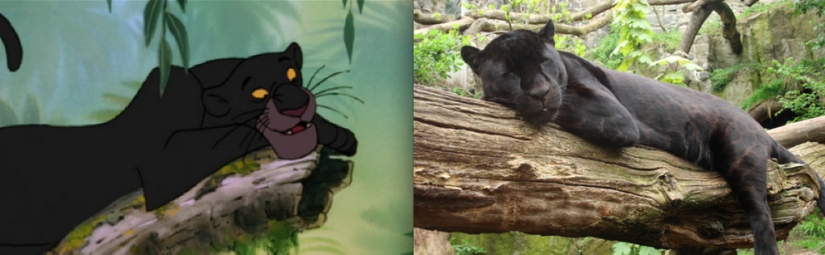 Donald Duck and 20 more Disney animals in real life