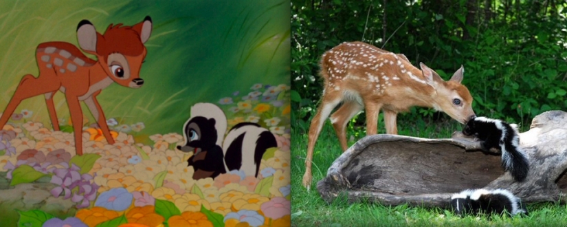 Donald Duck and 20 other Disney animals in real life