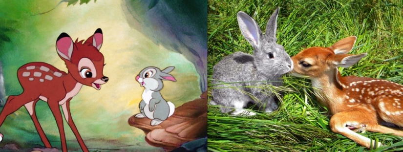 Donald Duck and 20 other Disney animals in real life