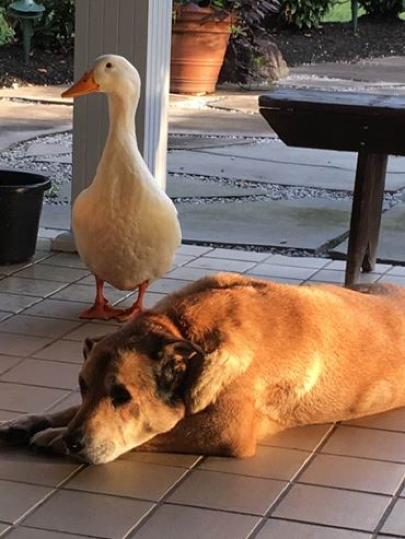 Donald Duck never dreamed: an alien duck saved a yearning dog on the anniversary of his girlfriend's death