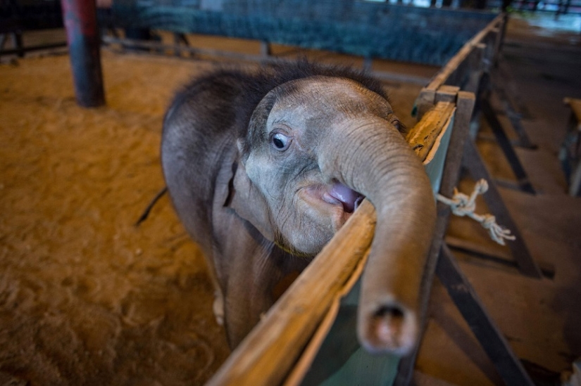 Don't hang up your trunk! In a Thai park, a disabled elephant is being taught to walk again