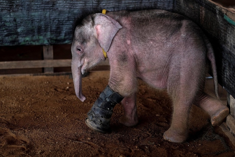 Don't hang up your trunk! In a Thai park, a disabled elephant is being taught to walk again