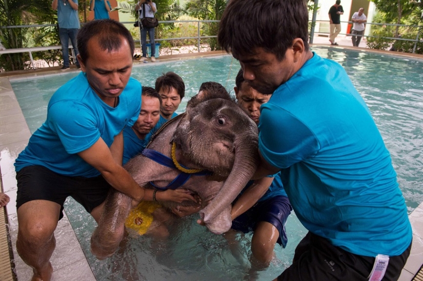 Don't hang up your trunk! In a Thai park, a disabled elephant is being taught to walk again