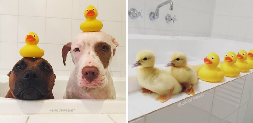 Dos perros cuidan patitos como miembros de la familia.