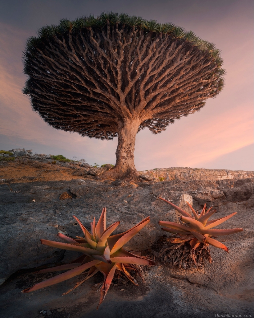 Dragon trees on Socotra in the lens of photographer Daniil Korzhonov