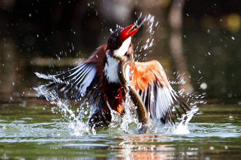 Dramatic battle between kingfisher and snake