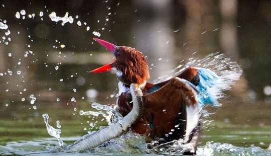 Dramatic battle between kingfisher and snake