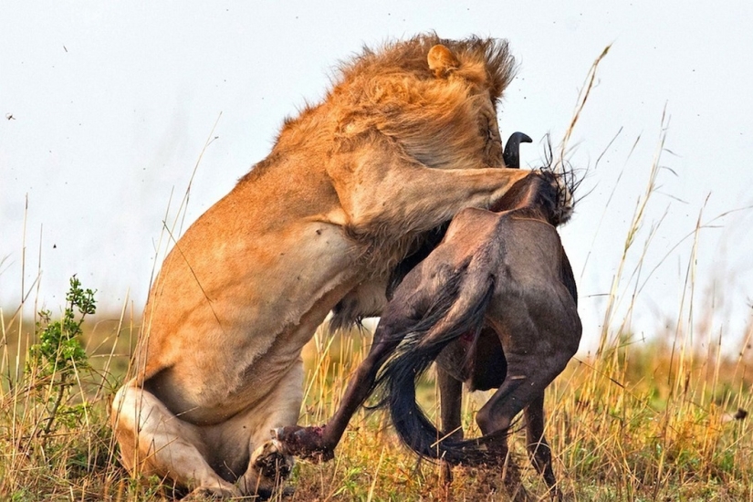 Dramatic footage of a lion hunting wildebeest
