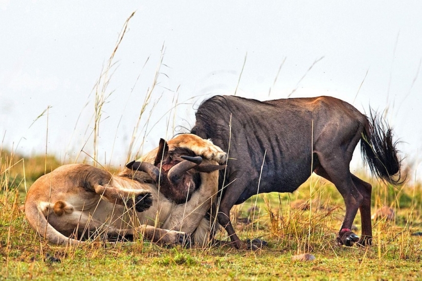 Dramatic footage of a lion hunting wildebeest