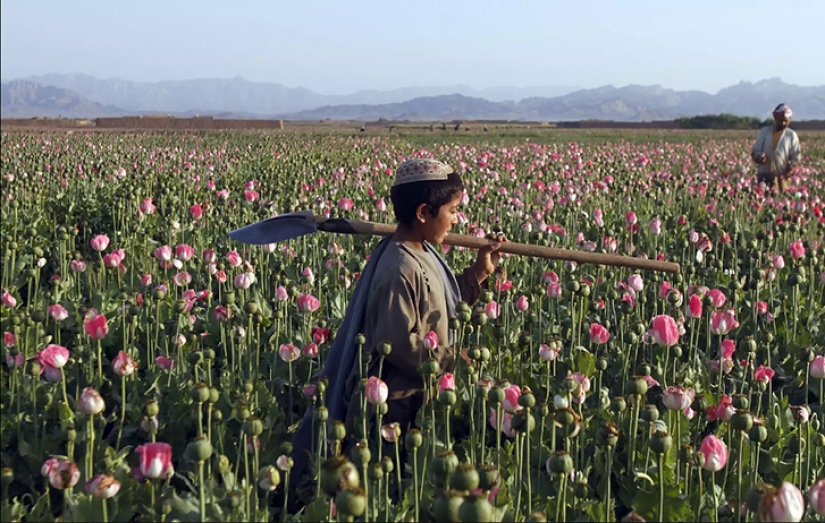 Droga rosa: cómo se cosecha la adormidera en Afganistán