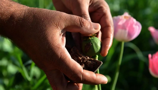 Droga rosa: cómo se cosecha la adormidera en Afganistán