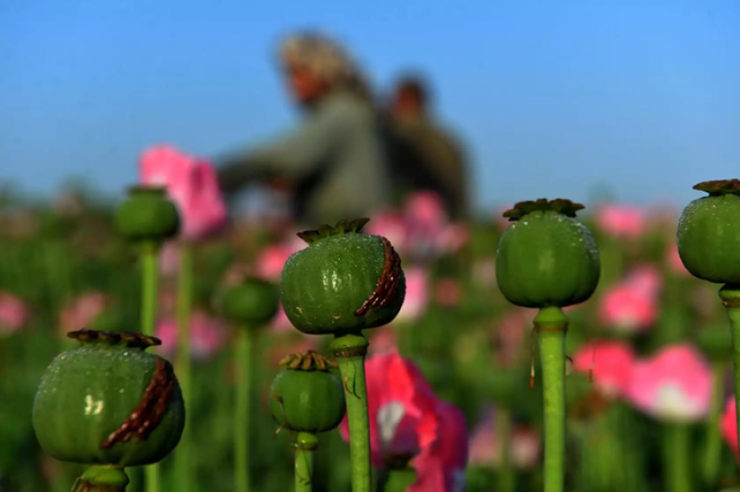 Droga rosa: cómo se cosecha la adormidera en Afganistán