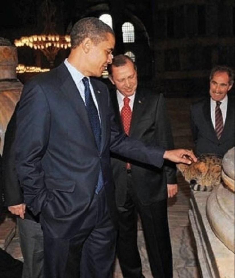 Dueño peludo de Hagia Sophia