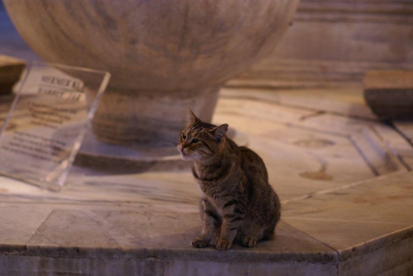 Dueño peludo de Hagia Sophia