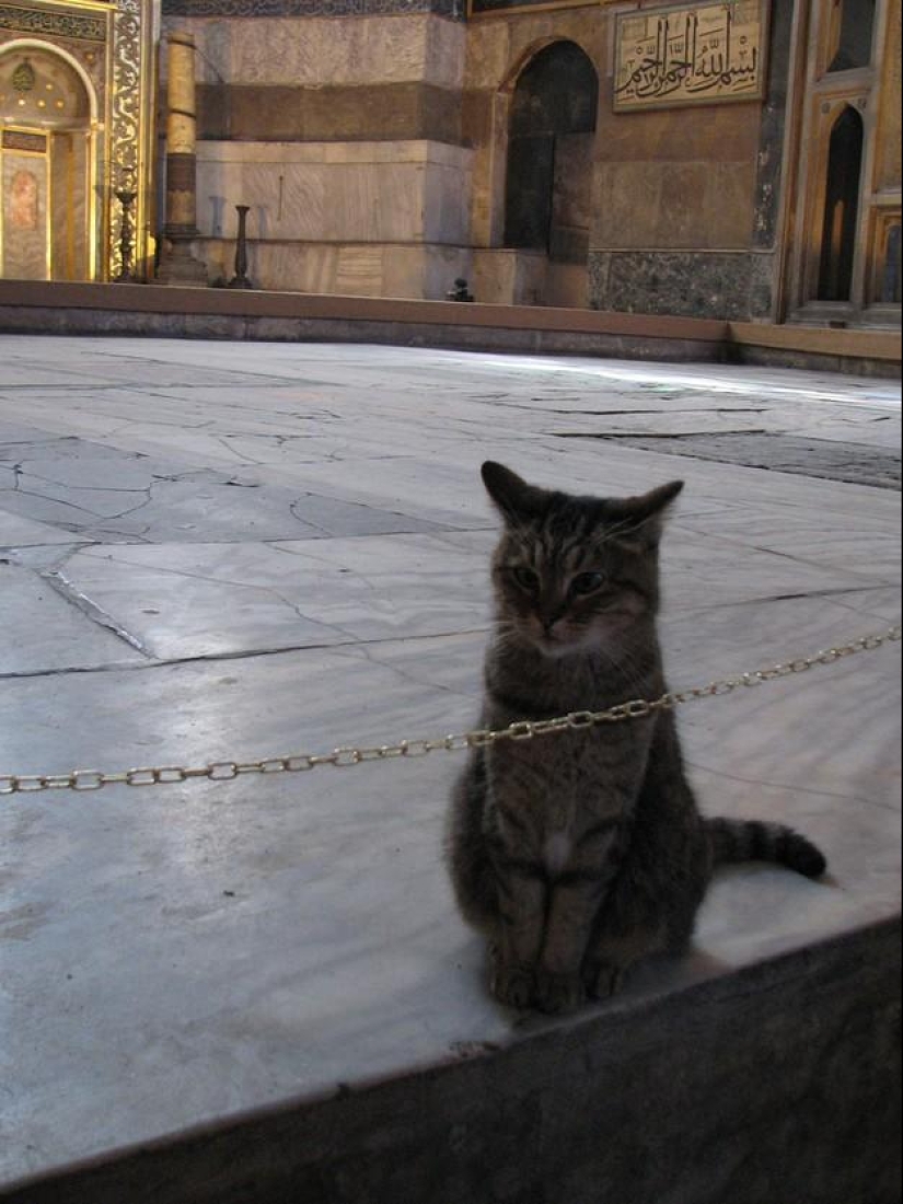 Dueño peludo de Hagia Sophia