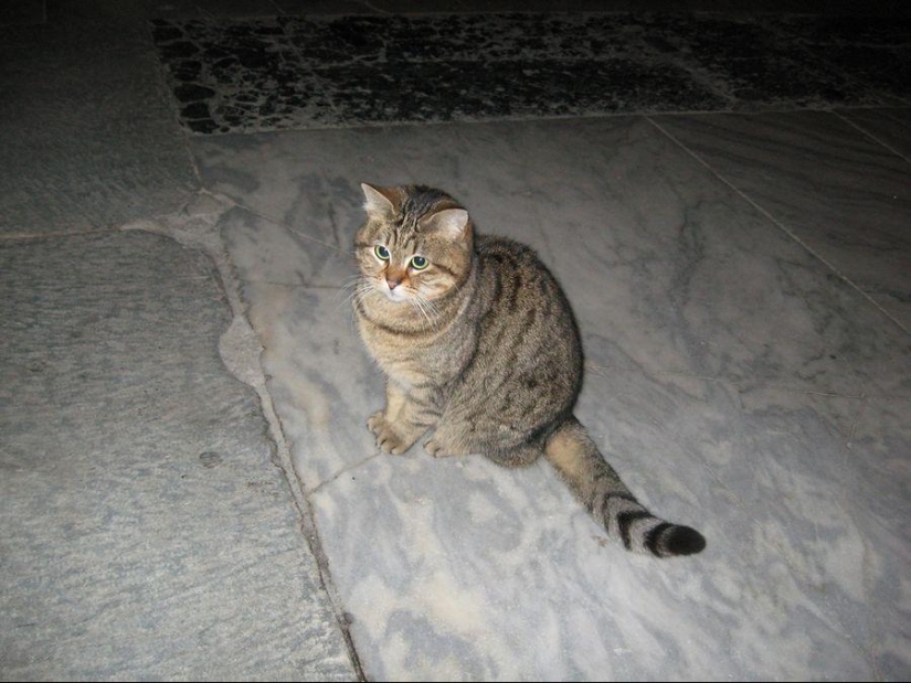 Dueño peludo de Hagia Sophia