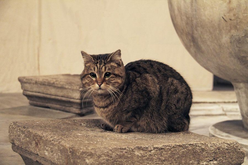 Dueño peludo de Hagia Sophia