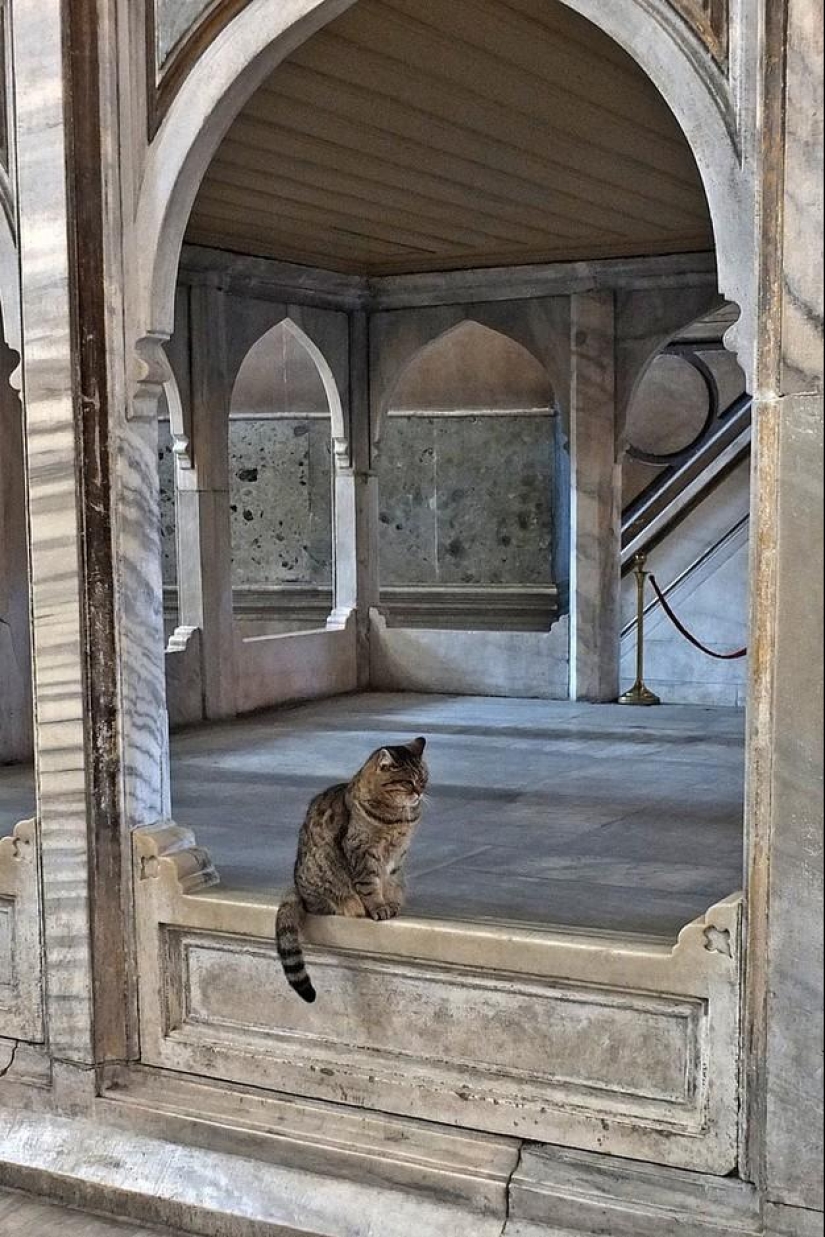 Dueño peludo de Hagia Sophia