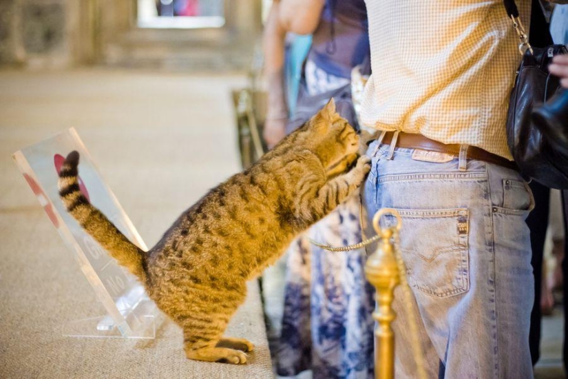 Dueño peludo de Hagia Sophia