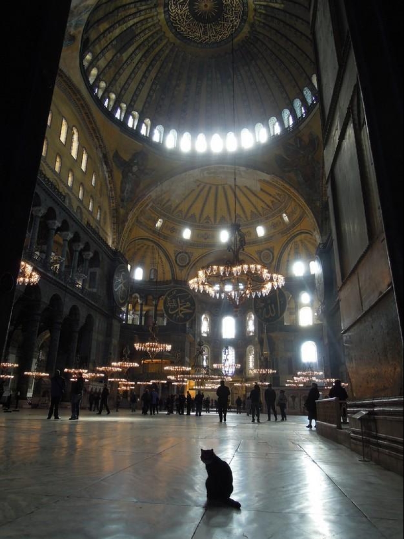 Dueño peludo de Hagia Sophia