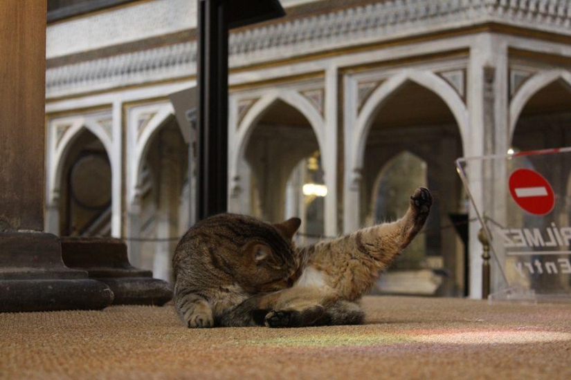 Dueño peludo de Hagia Sophia