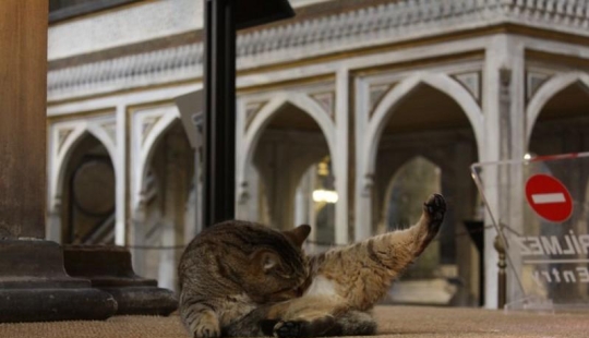 Dueño peludo de Hagia Sophia Dueño peludo de Hagia Sophia