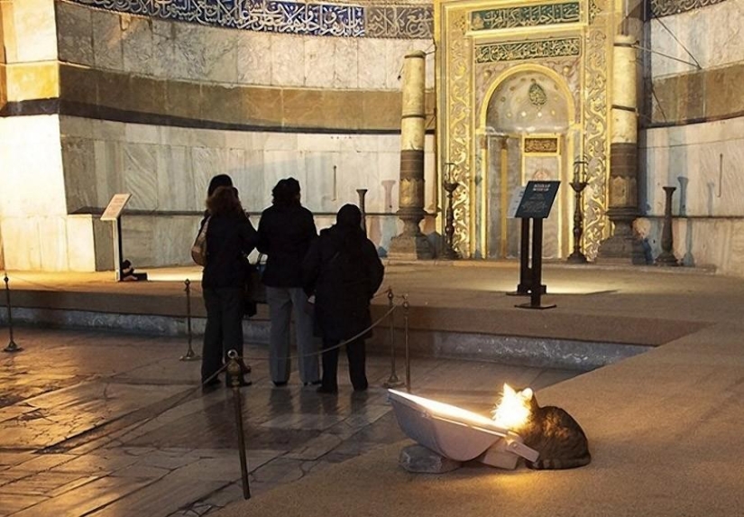 Dueño peludo de Hagia Sophia