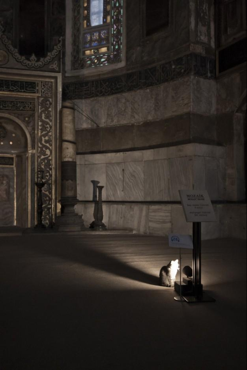 Dueño peludo de Hagia Sophia