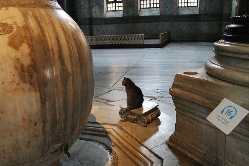 Dueño peludo de Hagia Sophia