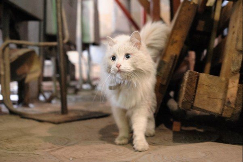 Duro trabajo de los gatos-los trabajadores: ellos nunca dicen que tienen piernas