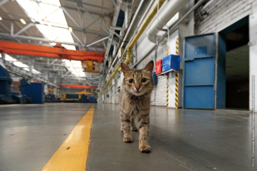 Duro trabajo de los gatos-los trabajadores: ellos nunca dicen que tienen piernas