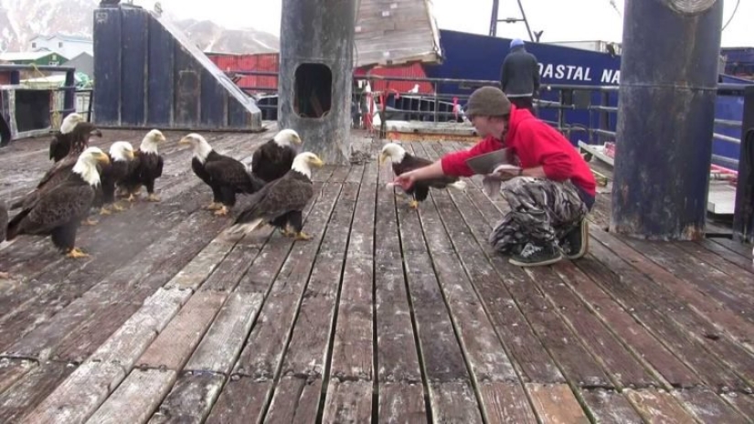 Eagles — pigeons of Alaska: how the national symbol of the United States prowls through the garbage