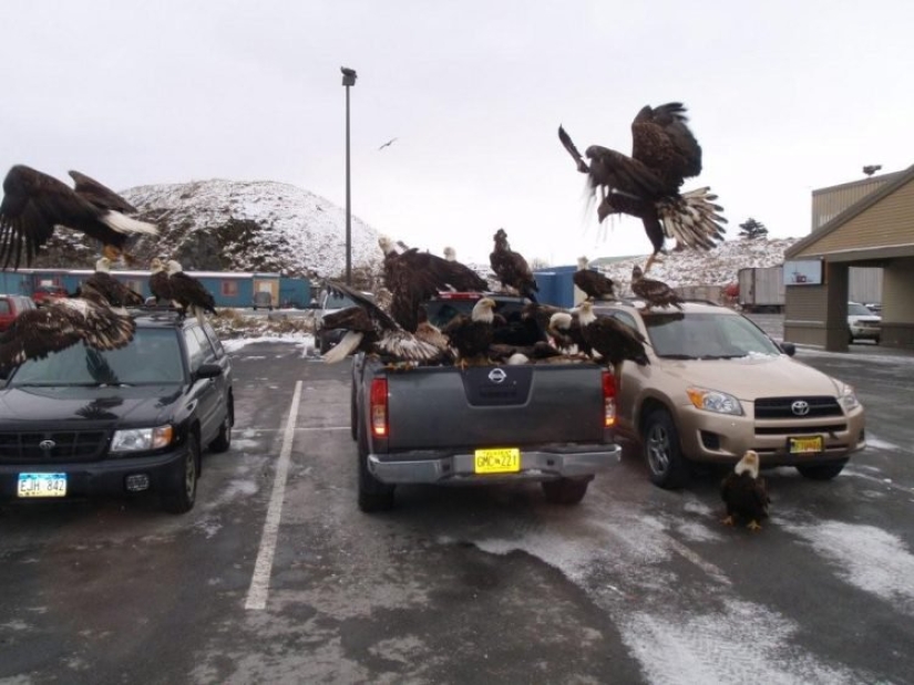 Eagles — pigeons of Alaska: how the national symbol of the United States prowls through the garbage