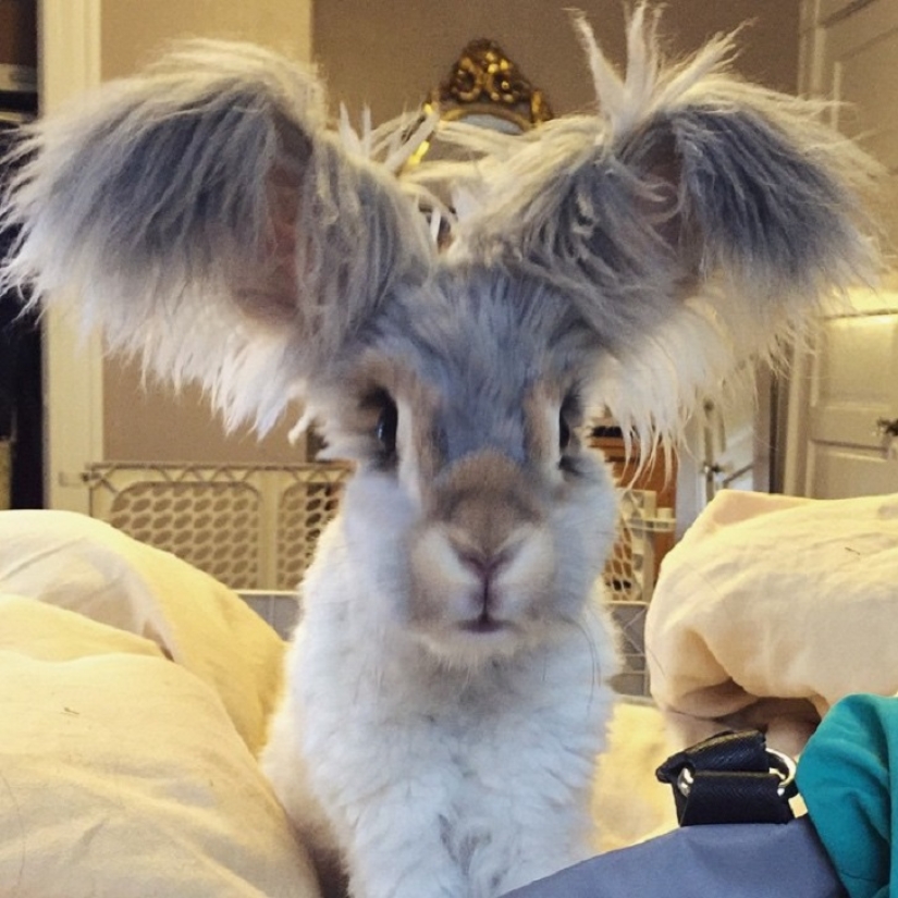 Ears that will surprise you
