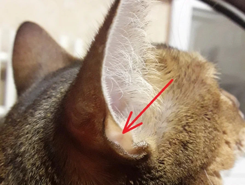El bolsillo de Henry: lo que esconde el secreto de la anatomía de la oreja del gato